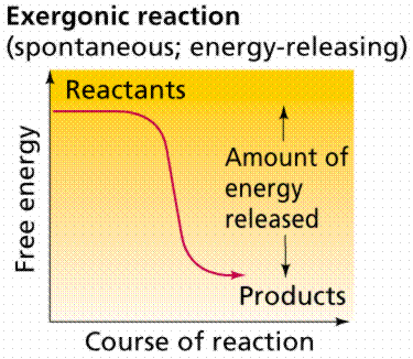 Exergonic reaction: energy released