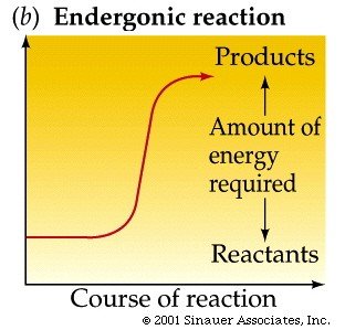Endergonic reaction: energy absorbed