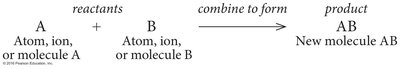 Synthesis reaction: amino acids forming proteins