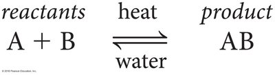 Reversible reaction: reactants and products in equilibrium
