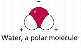 Water molecule showing polarity