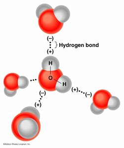 Hydrogen bonding between water molecules