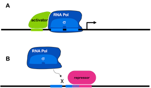 Diagram of activator and repressor action on gene transcription