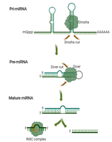 miRNA processing and function