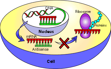 Antisense RNA mechanism in gene silencing
