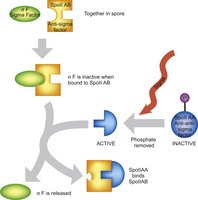 Sigma, anti-sigma, and anti-anti-sigma factor regulation