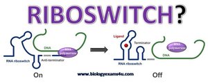 Riboswitch mechanism: On and Off states