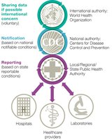 Surveillance reporting flowchart