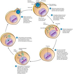 Multiplication and inheritance processes of Retroviridae