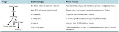 Comparison of bacteriophage and animal virus multiplication