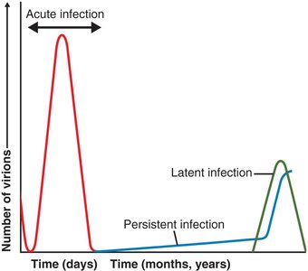 Acute, latent, and persistent viral infection curves