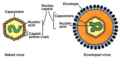 Naked virus vs enveloped virus structure