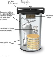 Anaerobic jar for cultivating anaerobic bacteria