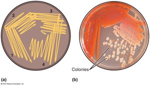 Streak plate method for isolating pure cultures