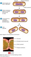 Binary fission and cell division in bacteria