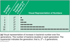 Visual representation of bacterial doubling