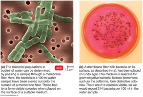 Filtration method for counting bacteria