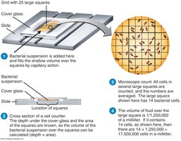 Direct microscopic count using a cell counter