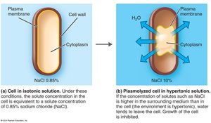 Plasmolysis in bacterial cells