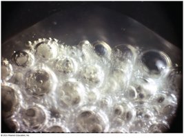 Catalase test: bubbles indicate presence of catalase enzyme