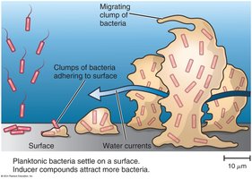 Biofilm formation and quorum sensing