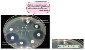 Disc diffusion test showing zones of inhibition