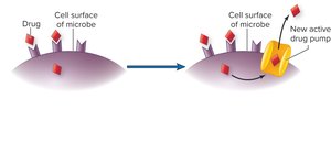 Efflux pump mechanism