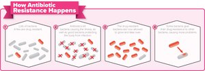 How antibiotic resistance happens