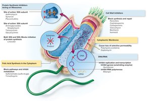 Primary sites of action of antimicrobial drugs