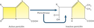 Penicillinase inactivating penicillin