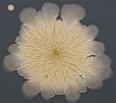 Colony form types