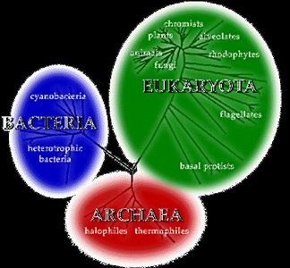 Three-domain system: Bacteria, Archaea, Eukaryota