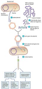 Overview of recombinant DNA technology