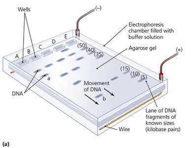 Gel electrophoresis setup