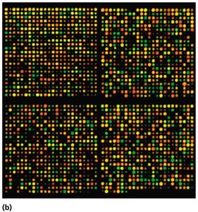DNA microarray process