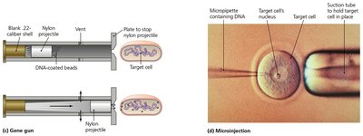 DNA microarray results