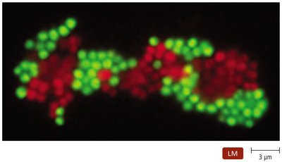 Electroporation and protoplast fusion
