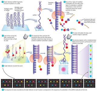 Fluorescent in situ hybridization (FISH)