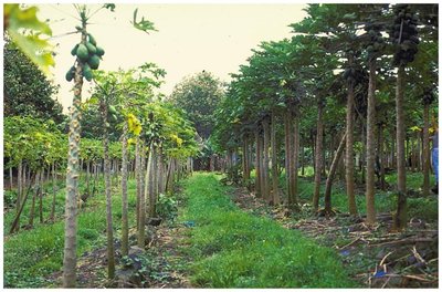 Genetically modified papaya plants