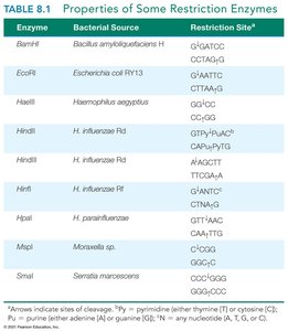 Properties of Some Restriction Enzymes