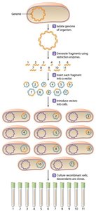 Production of a gene library