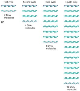PCR amplification cycles