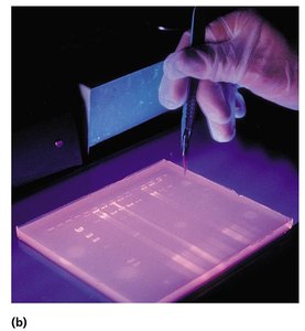 Gel electrophoresis in practice