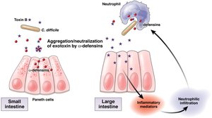 Defensins neutralizing bacterial toxins in the intestine