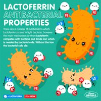 Lactoferrin antibacterial properties