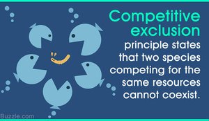Competitive exclusion principle illustration