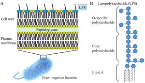 Structure of LPS in Gram-negative bacteria