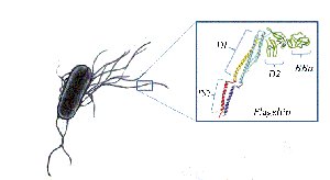 Bacterial flagellin structure