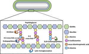 Peptidoglycan structure in bacteria