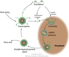 Viral dsRNA replication cycle